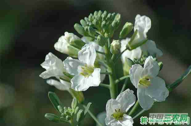 芥蓝品种如何选择好坏(芥蓝品种如何选择好)